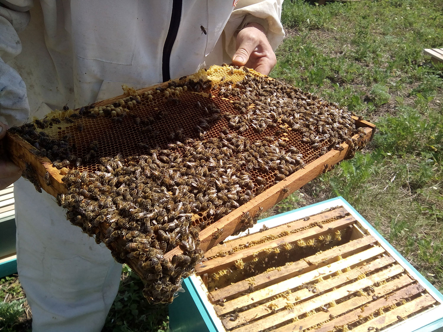 Натуральный мёд и крем‑мёд «Сладкий промысел»